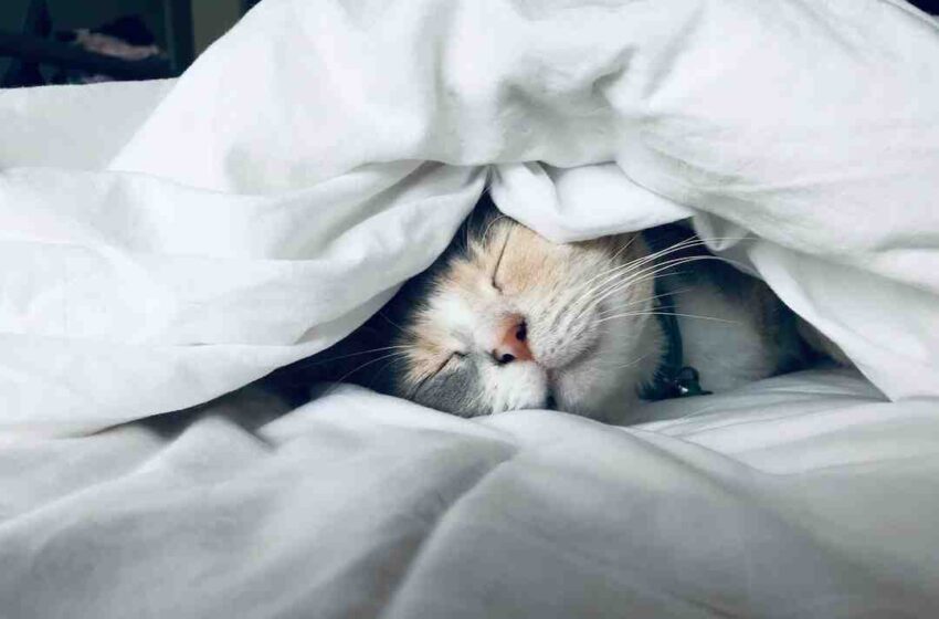 Est-ce que le riz est bon pour les chats ?