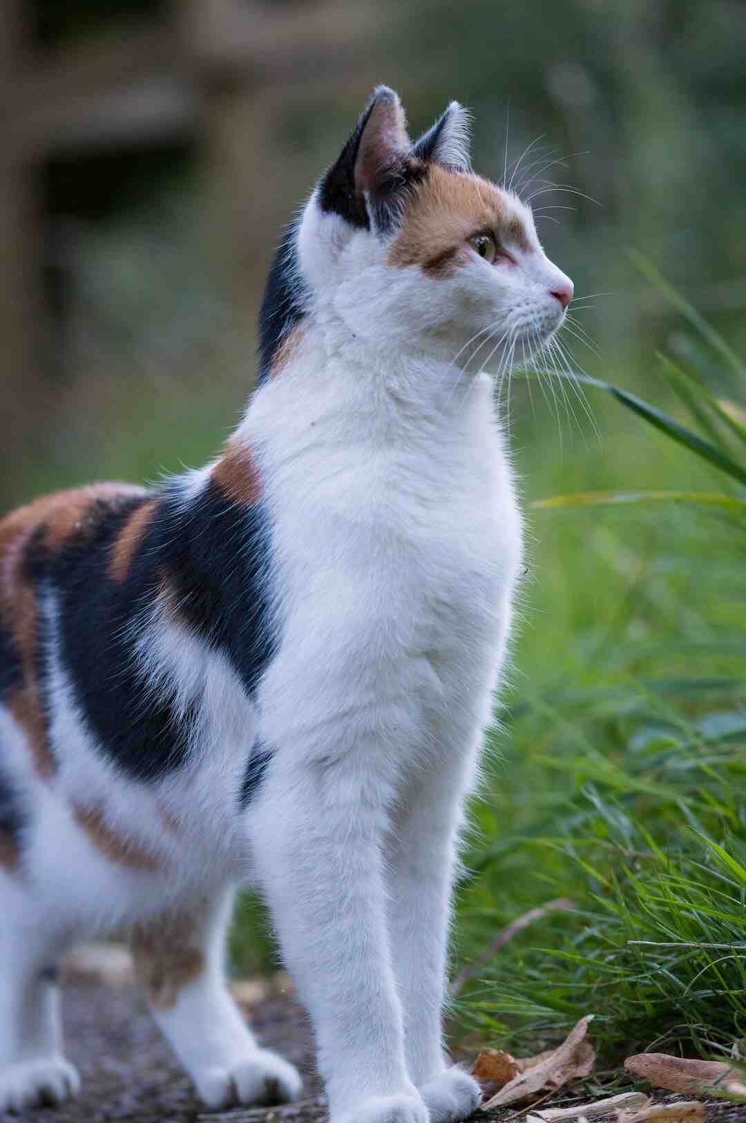Est-ce que les chats peuvent manger des œufs ?