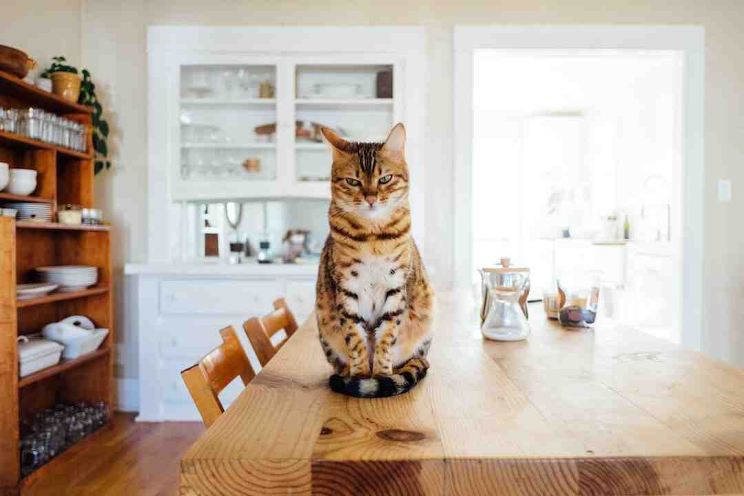Est-ce que les croquettes Whiskas sont bonnes pour les chats ?