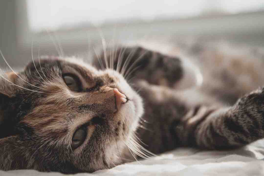 Est-ce que mon chat me protège ?
