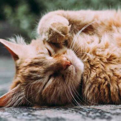 Est-ce qu'un chat peut manger que des croquettes ?