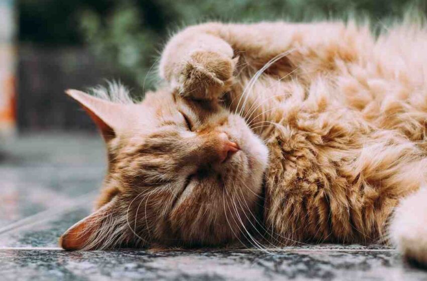 Est-ce qu'un chat peut manger que des croquettes ?
