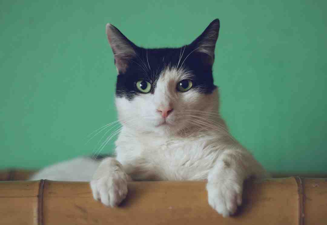 Où sont fabriqués les croquettes Royal Canin ?