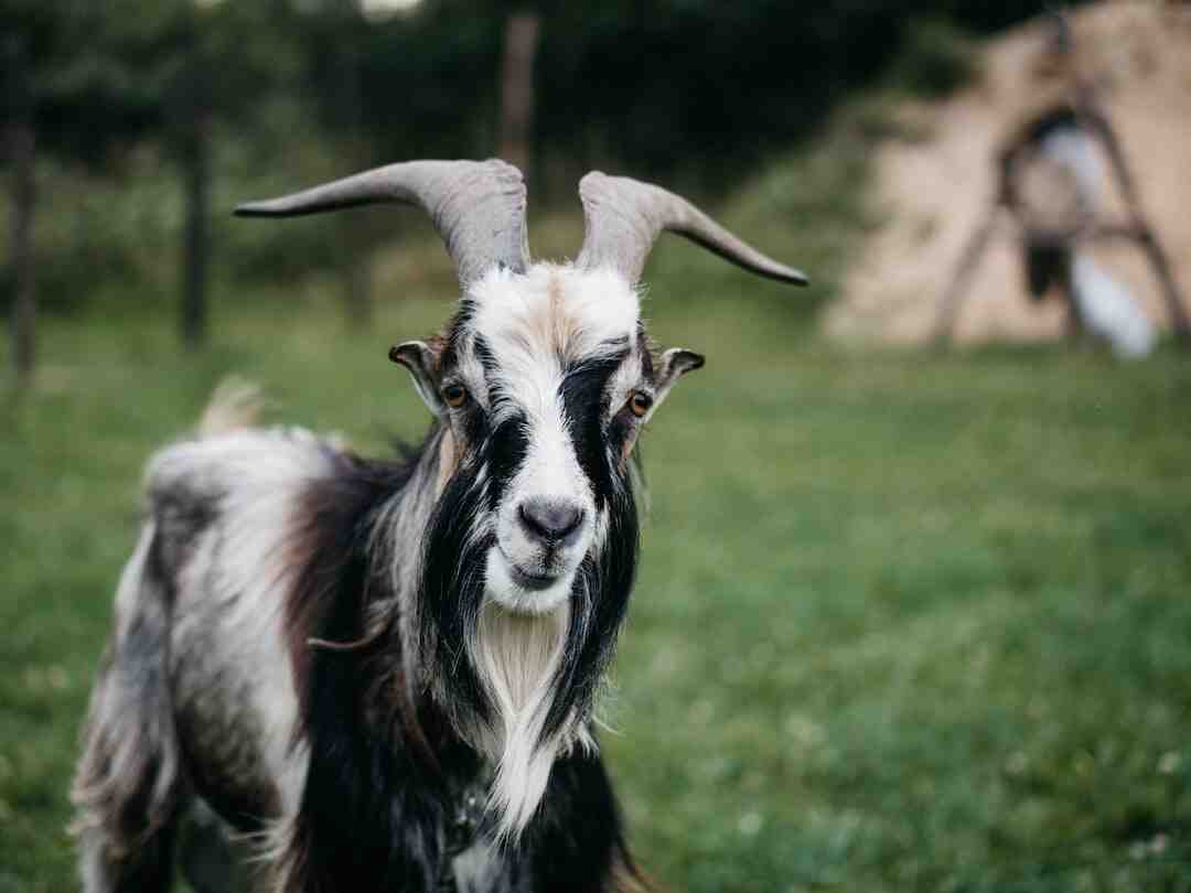 Pourquoi les Malgaches ne mange pas de cabri ?