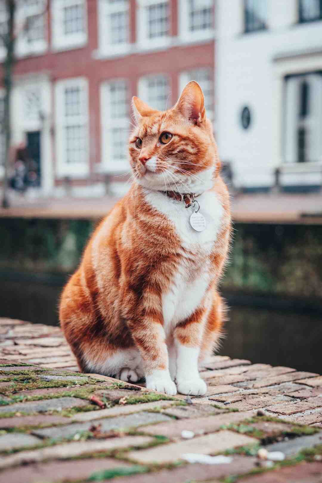 Pourquoi un chat sent le pipi ?