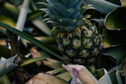 Thumbnail for Quel fruit associer à l&rsquo;ananas ?