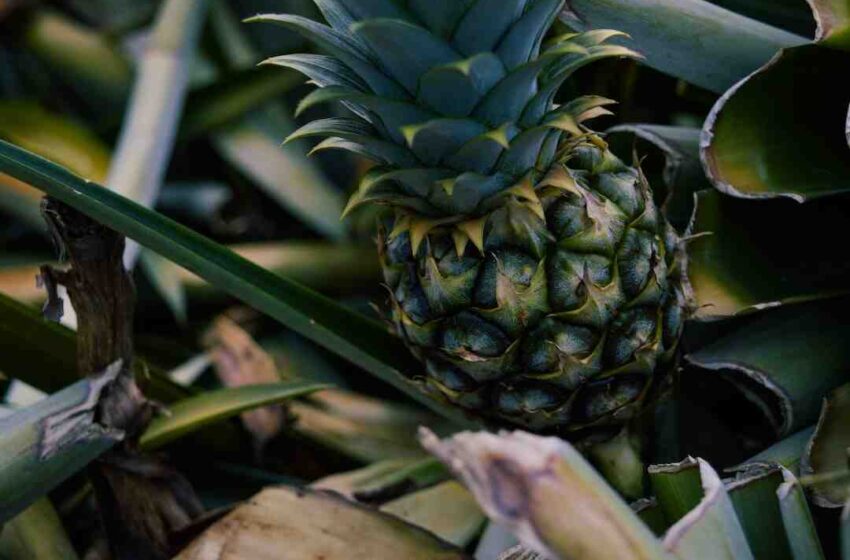 Quel fruit associer à l'ananas ?