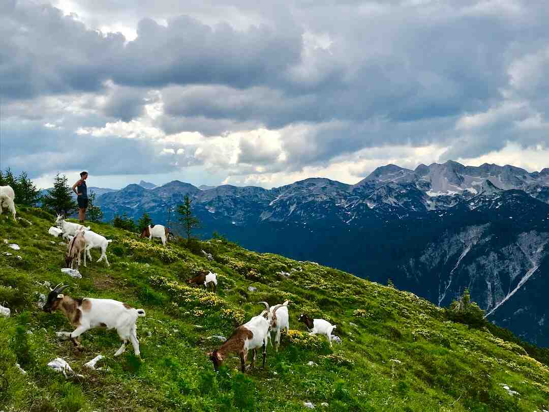 Quel goût a le cabri ?