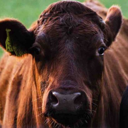 Quel viande vient de la vache ?