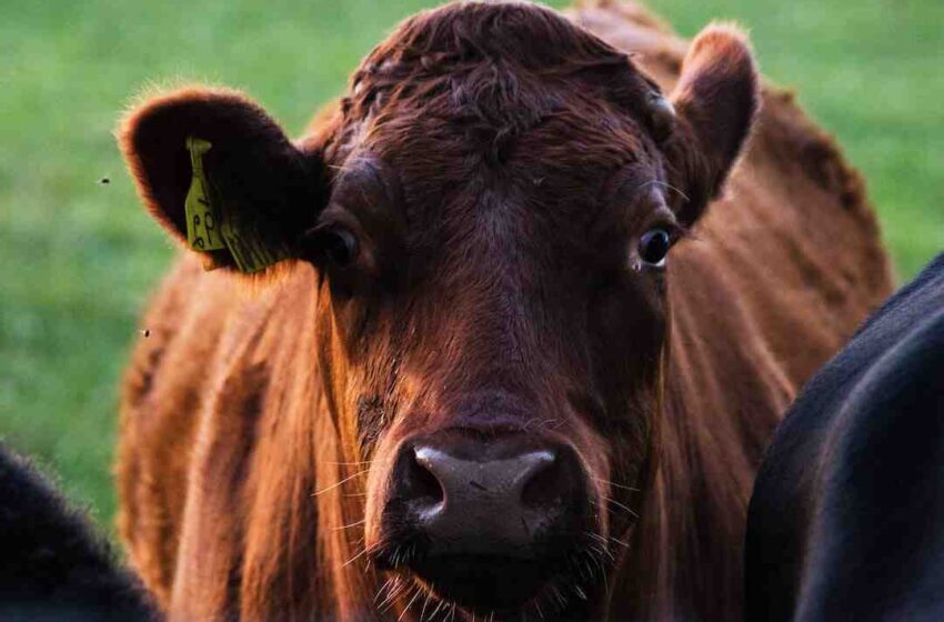 Quel viande vient de la vache ?