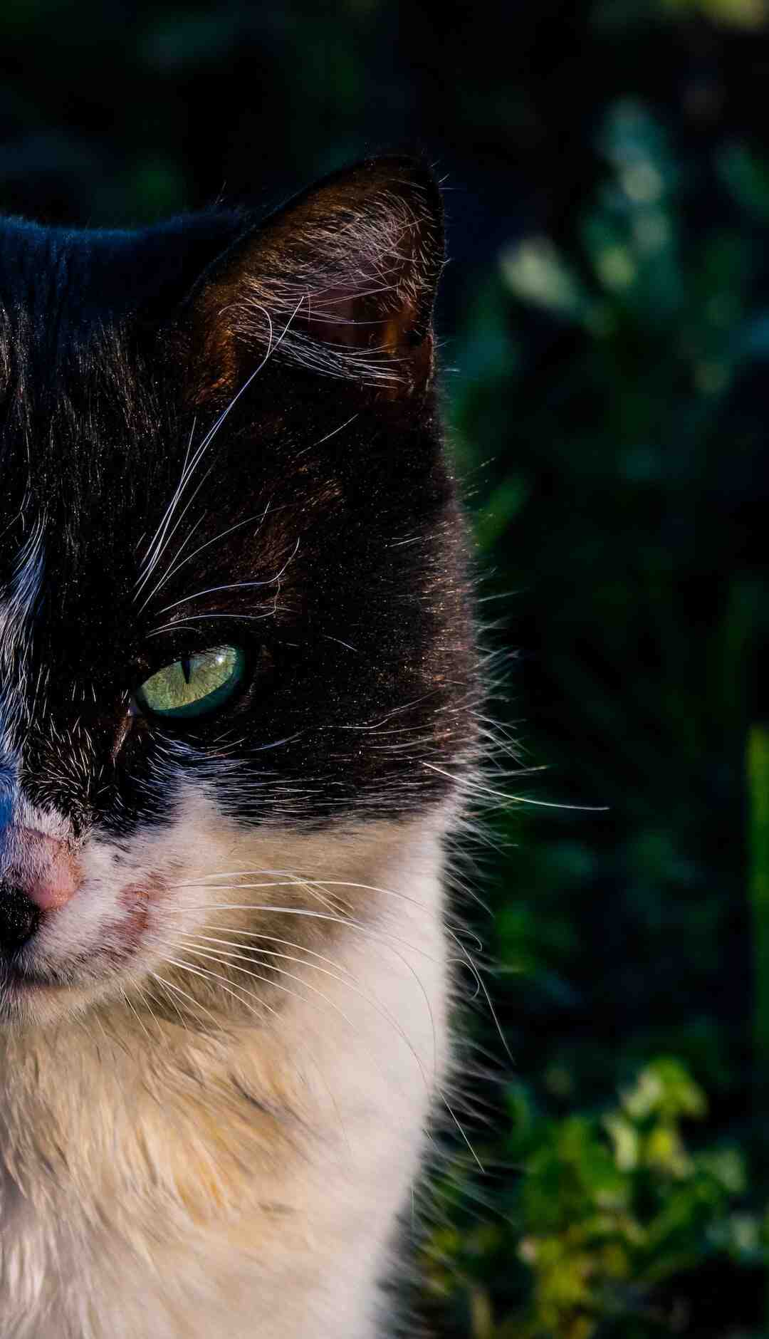 Quelle est la meilleure nourriture pour les chats ?