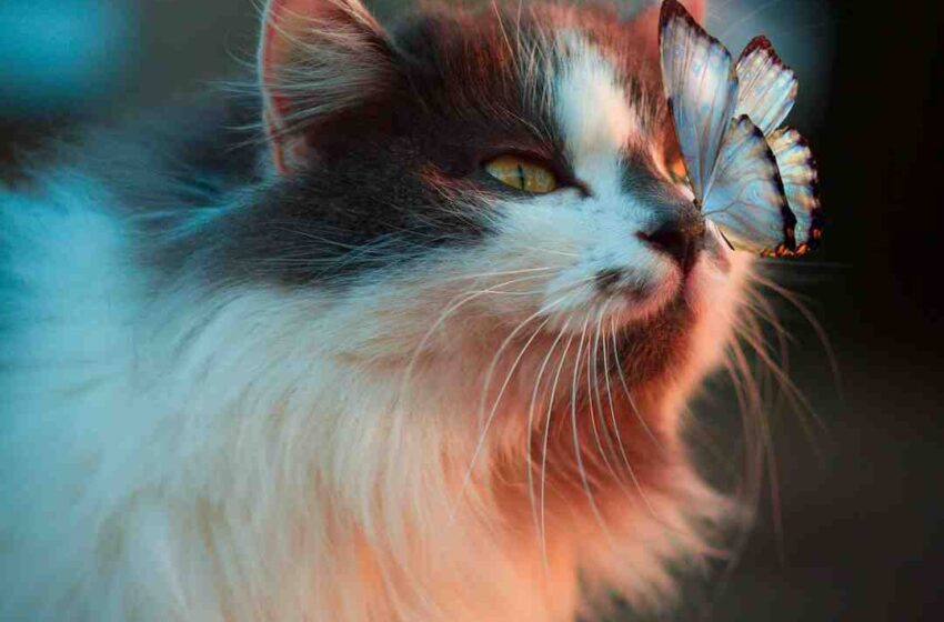 Quelle marque de croquette pour chat stérilisé ?