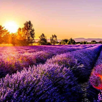 Quelles sont les races de vaches en France ?