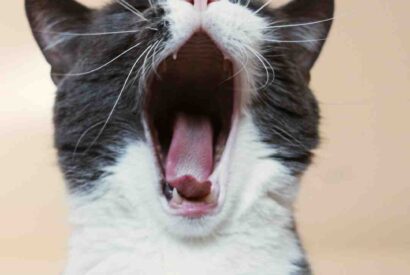 Thumbnail for Qu&rsquo;est-ce que les chats adorent manger ?
