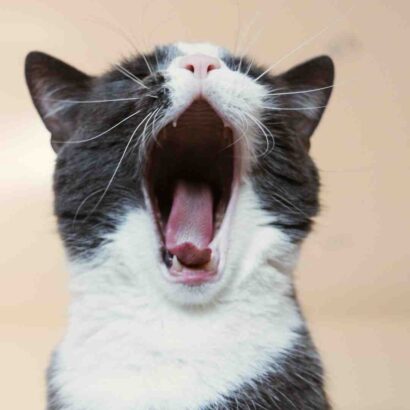 Qu'est-ce que les chats adorent manger ?