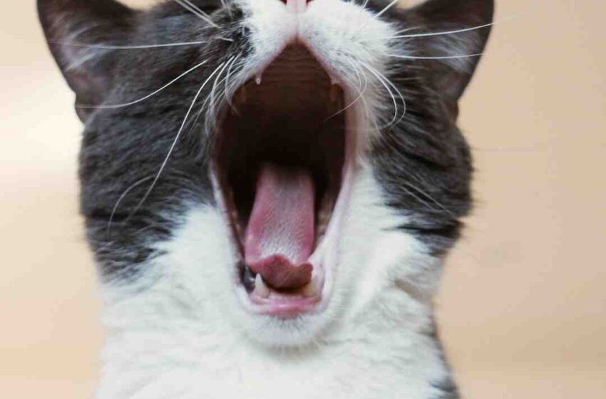 Qu'est-ce que les chats adorent manger ?