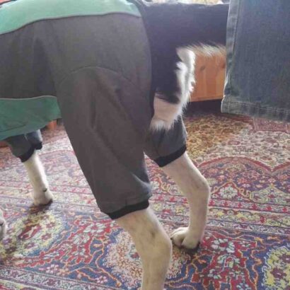 Qui a racheté Zooplus ?