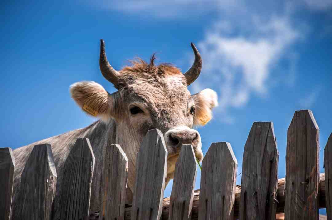 Qui est le mari de la vache ?
