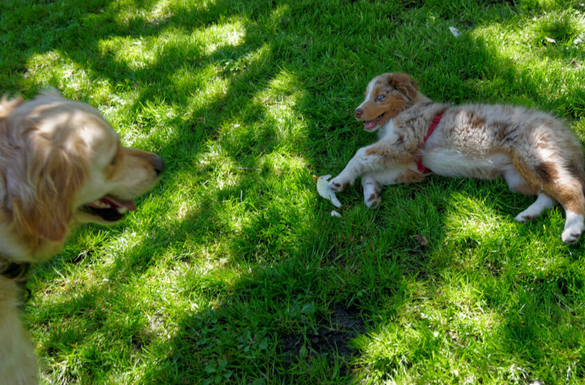 Repas de paques pour 2