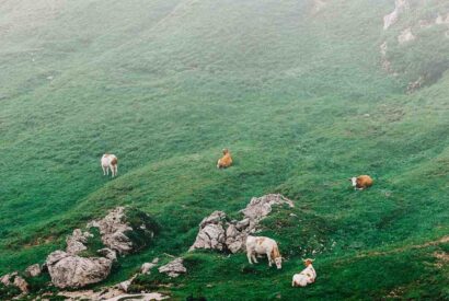 Thumbnail for Viande bovine française