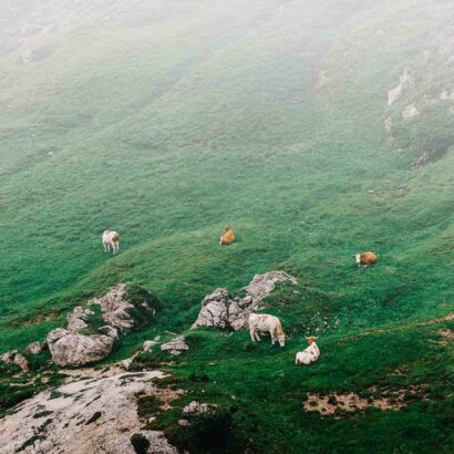 Viande bovine française