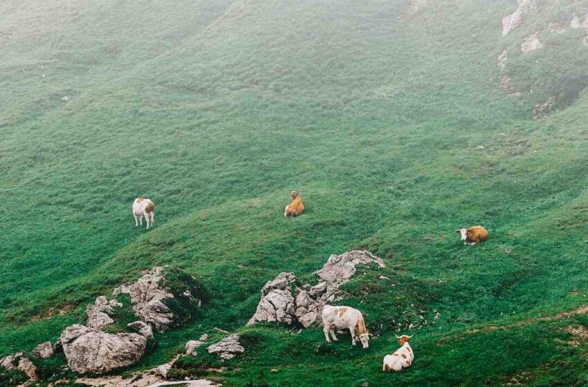 Viande bovine française