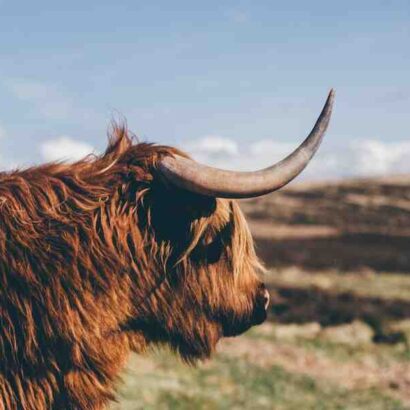 Comment faire cuire de la viande bovine ?