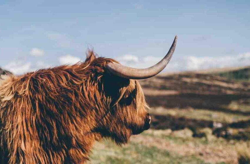 Comment faire cuire de la viande bovine ?
