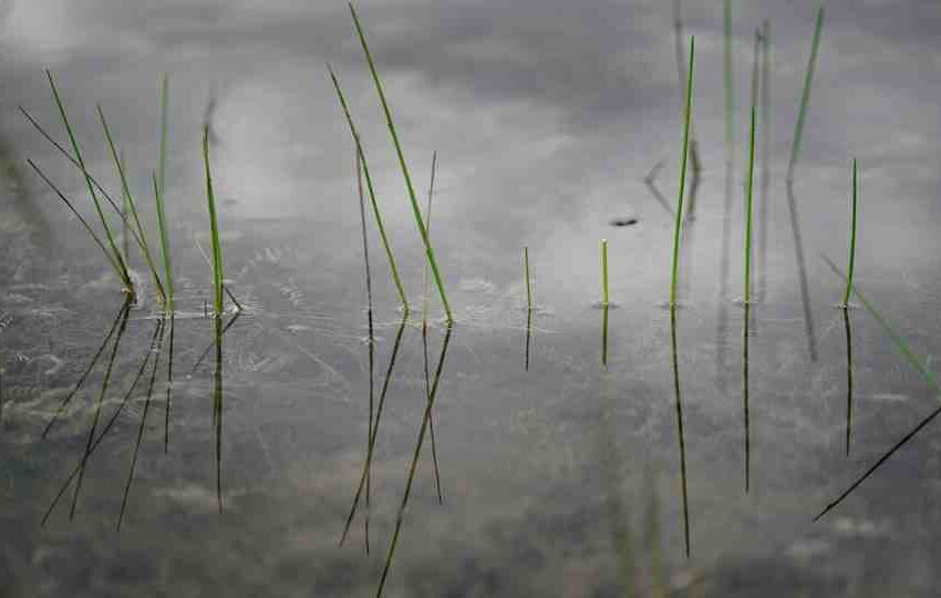 Comment faire pour que le foie gras ne fonde pas ?