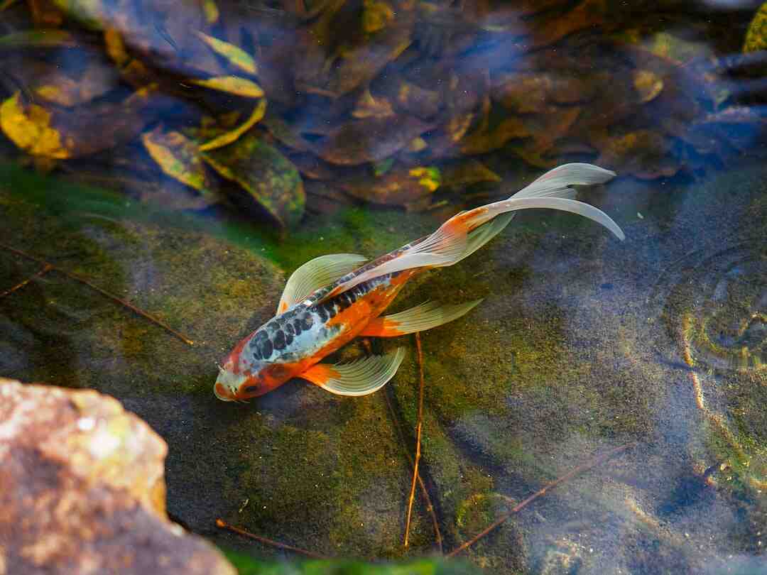 Quel est le meilleur poisson le loup ou la dorade ?