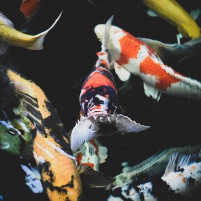 Quel est le meilleur poisson plat ?