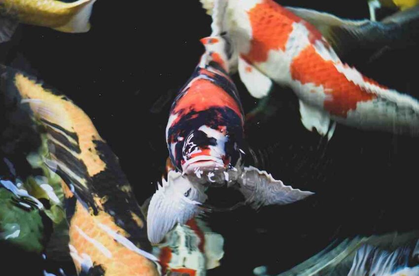 Quel est le meilleur poisson plat ?