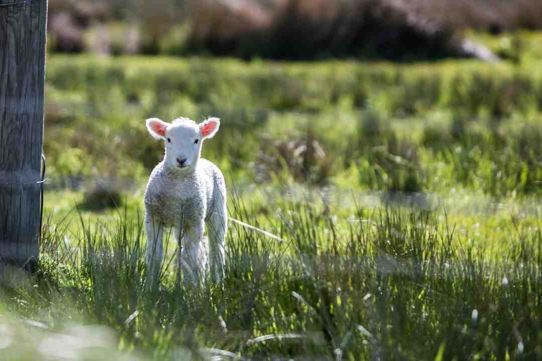 Quel jour passe le lapin de Pâques ?