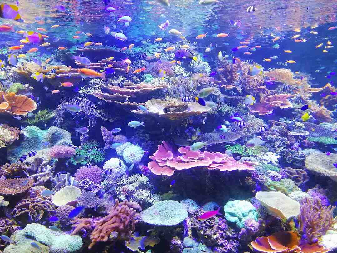 Quel poisson blanc consommer ?