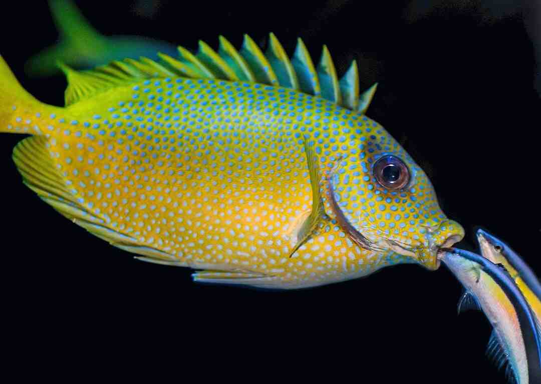 Quel poisson choisir en filet ?