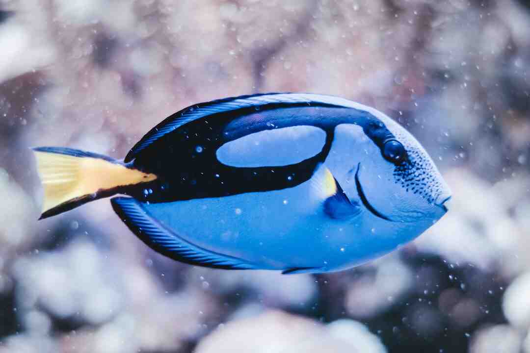 Quel poisson manger au restaurant ?