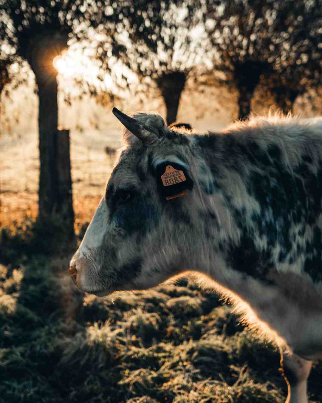 Quelle huile pour saisir la viande ?