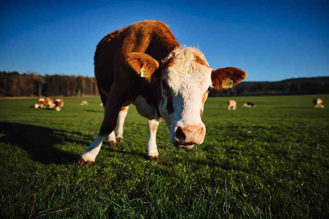 Quelles sont les 7 signes d'un excès de sucre ?