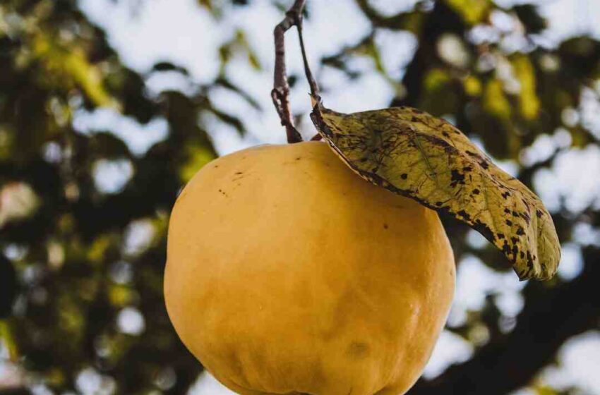 Quels sont les fruits d'automne ?