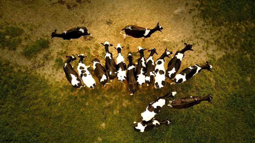 Quels sont les meilleurs morceaux de bœuf ?