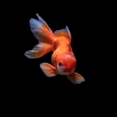 Repas de paques avec poisson