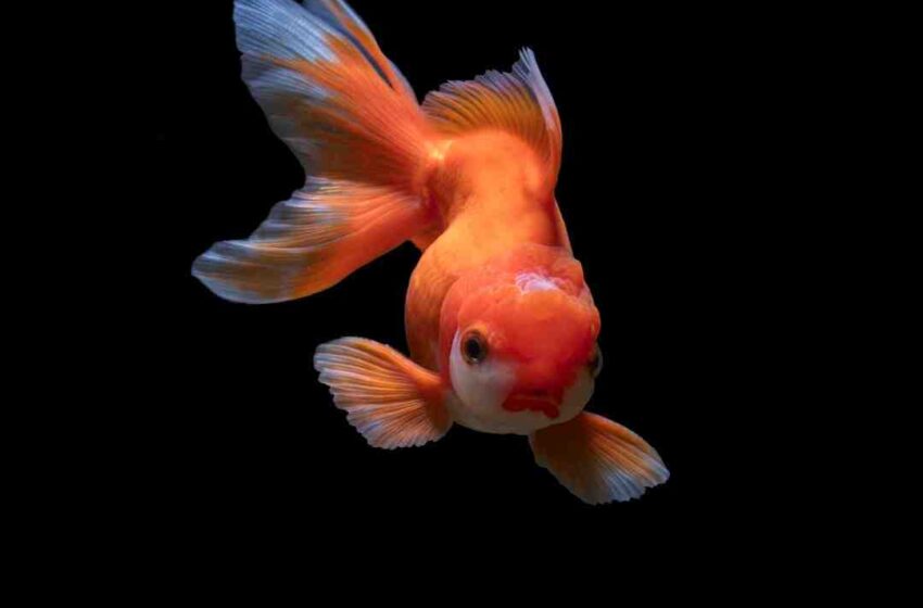 Repas de paques avec poisson