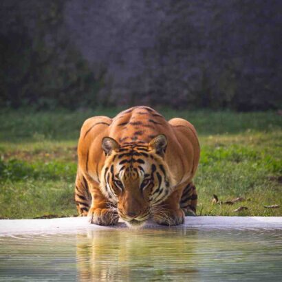 Vente d'épices en gros