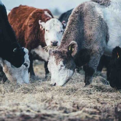 Viande bovine a mijoter
