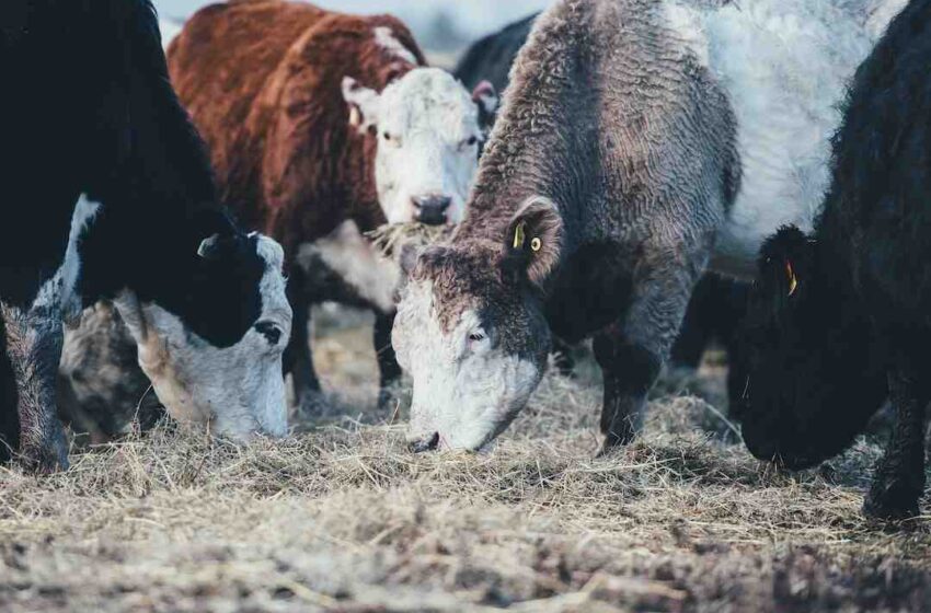 Viande bovine a mijoter